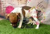 Paula, a female Jack Russell Terrier for sale in Dover, FL – 6 of 6