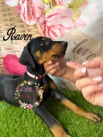 Raven, a male Doberman Pinscher for sale in Dover, FL – 2 of 4