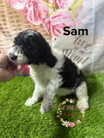 Sam , a male Poodle - Miniature  for sale in Dover, FL – 4 of 5