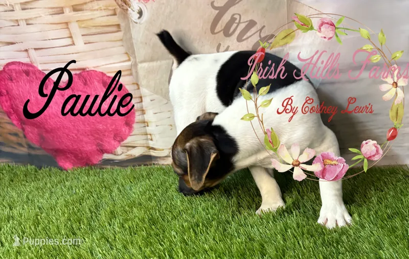 Paulie – Jack Russell Terrier puppy for sale in Dover, FL