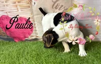 Paulie, a male Jack Russell Terrier for sale in Dover, FL – 1 of 5