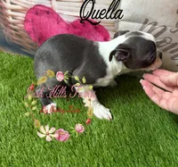 Qualls, a female Boston Terrier for sale in Dover, FL – 7 of 8