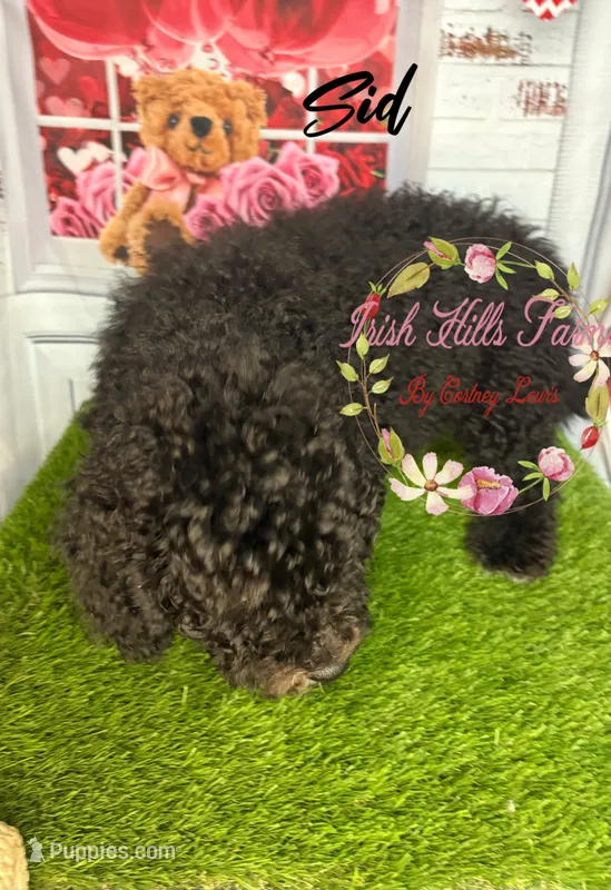 Sid – Poodle - Miniature  puppy for sale in Dover, FL