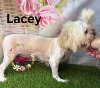 Lacey, a female Shih Tzu for sale in Dover, FL – 3 of 5