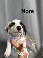 Nora, a female Jack Russell Terrier for sale in Dover, FL – 5 of 5