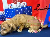 Landon, a male Jack Russell Terrier and Shih Tzu for sale in Dover, FL – 7 of 7