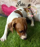 Peter, a male Jack Russell Terrier for sale in Dover, FL – 5 of 6