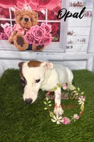 Opal, a female Jack Russell Terrier for sale in Dover, FL – 7 of 9