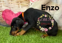 Enzo, a male Doberman Pinscher for sale in Dover, FL – 7 of 7