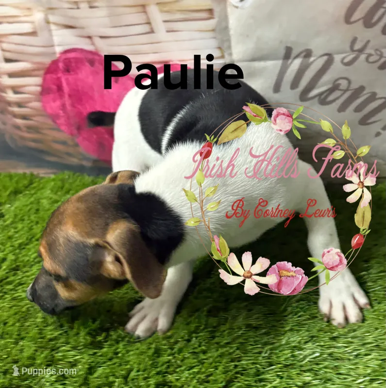 Paulie – Jack Russell Terrier puppy for sale in Dover, FL