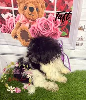 Taft, a male Maltese and Shih Tzu for sale in Dover, FL – 7 of 10