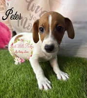 Peter, a male Jack Russell Terrier for sale in Dover, FL – 2 of 6