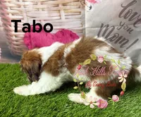 Tabo, a male Maltese and Shih Tzu for sale in Dover, FL – 2 of 4