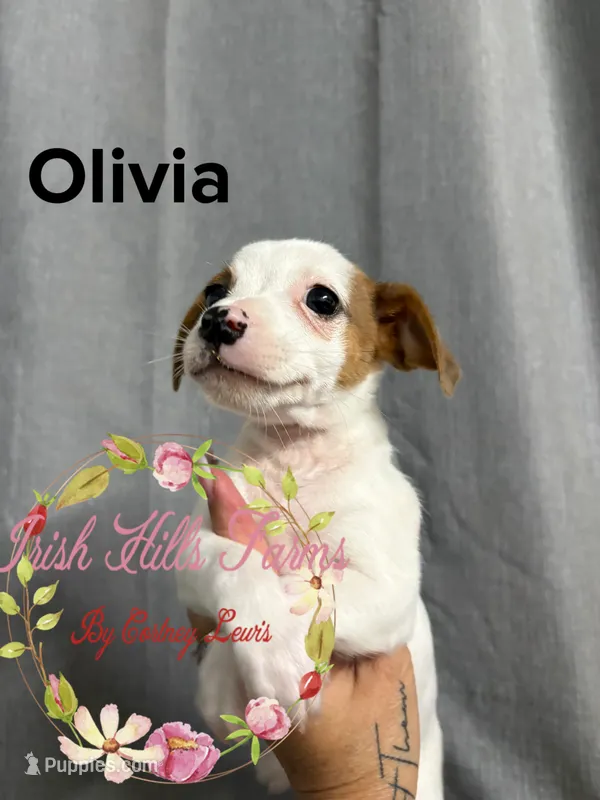 Olivia – Jack Russell Terrier puppy for sale in Dover, FL
