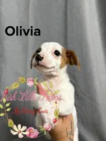 Olivia, a female Jack Russell Terrier for sale in Dover, FL – 1 of 8