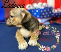 Ladonna, a female Jack Russell Terrier and Shih Tzu for sale in Dover, FL – 3 of 6