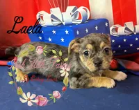 Laela, a female Jack Russell Terrier and Shih Tzu for sale in Dover, FL – 5 of 6