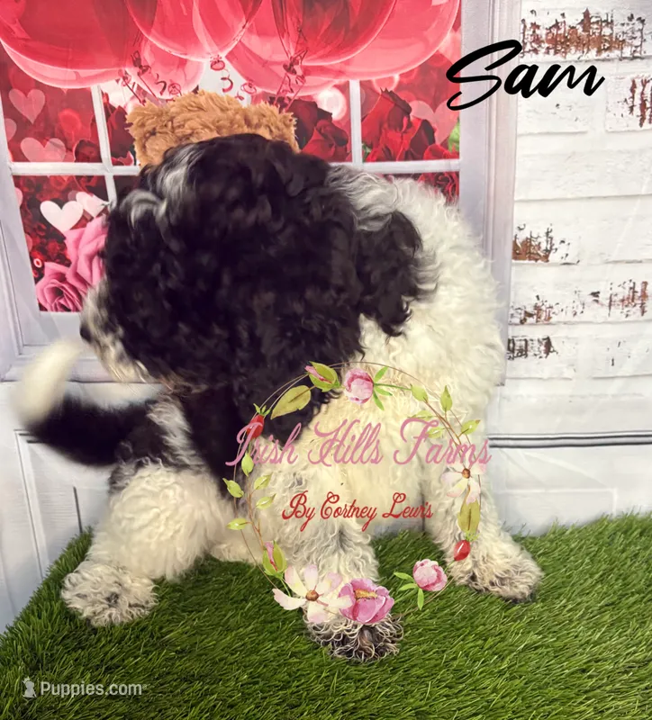 Sam  – Poodle - Miniature  puppy for sale in Dover, FL