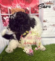 Sam , a male Poodle - Miniature  for sale in Dover, FL – 1 of 6