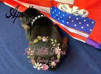 Apollo, a male Doberman Pinscher for sale in Dover, FL – 6 of 6