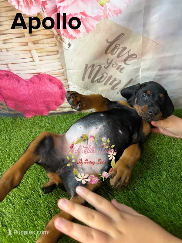 Apollo – Doberman Pinscher puppy for sale in Dover, FL