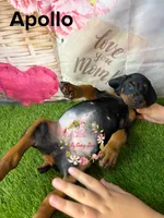 Apollo, a male Doberman Pinscher for sale in Dover, FL – 1 of 5