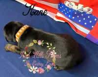 Kane, a male Doberman Pinscher for sale in Dover, FL – 2 of 7