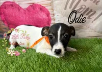 Odie, a female Jack Russell Terrier for sale in Dover, FL – 3 of 9