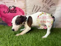 Nala, a female Jack Russell Terrier for sale in Dover, FL – 3 of 4