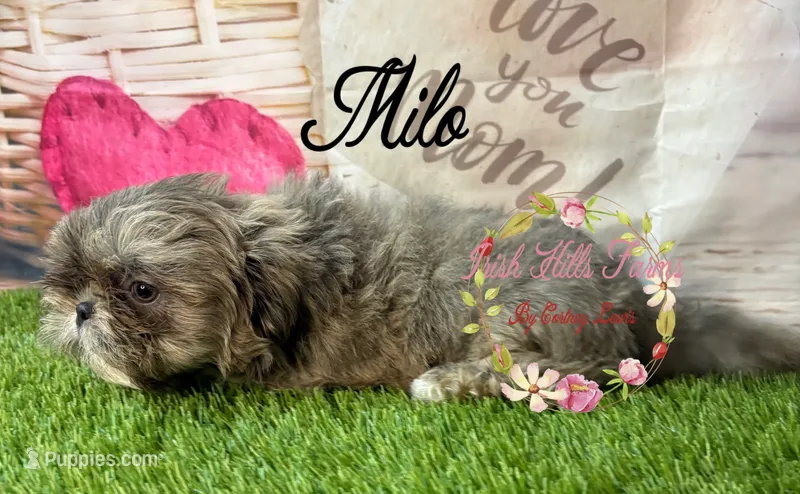 Milo – Shih Tzu puppy for sale in Dover, FL