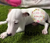 Nash, a male Jack Russell Terrier for sale in Dover, FL – 2 of 5