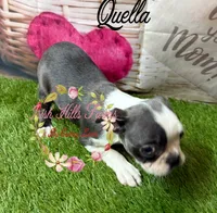 Qualls, a female Boston Terrier for sale in Dover, FL – 8 of 8