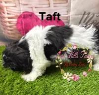 Taft, a male Maltese and Shih Tzu for sale in Dover, FL – 5 of 6