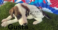 Gusta, a male Jack Russell Terrier for sale in Dover, FL – Photo 4 of 6