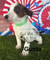 Gusta, a male Jack Russell Terrier for sale in Dover, FL – Photo 3 of 6