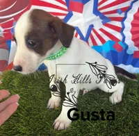 Gusta, a male Jack Russell Terrier for sale in Dover, FL – Photo 2 of 6