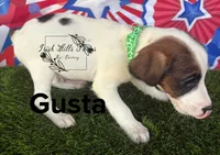 Gusta, a male Jack Russell Terrier for sale in Dover, FL – Photo 6 of 6