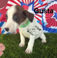 Gusta, a male Jack Russell Terrier for sale in Dover, FL – Photo 5 of 6