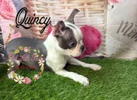 Quincy, a male Boston Terrier for sale in Dover, FL – 3 of 10