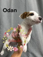 Odan, a male Jack Russell Terrier for sale in Dover, FL – 2 of 4