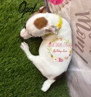 Opal, a female Jack Russell Terrier for sale in Dover, FL – 6 of 9