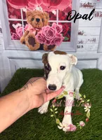 Opal, a female Jack Russell Terrier for sale in Dover, FL – 6 of 9