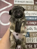 Mitch, a male Shih Tzu for sale in Dover, FL – 2 of 8