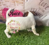 Race, a male Jack Russell Terrier for sale in Dover, FL – 2 of 7