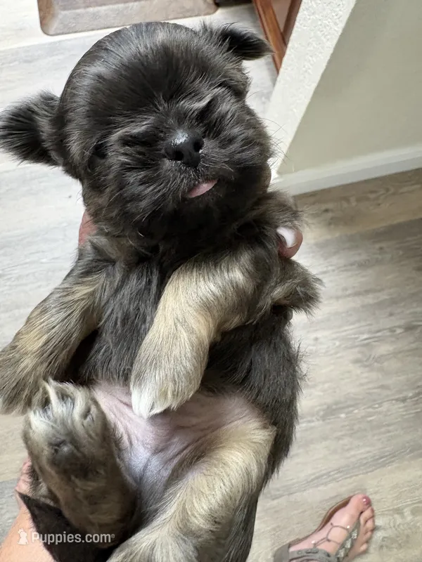 Mitch – Shih Tzu puppy for sale in Dover, FL