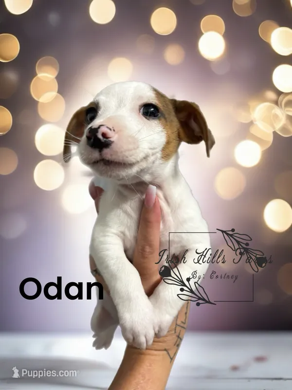 Odan – Jack Russell Terrier puppy for sale in Dover, FL