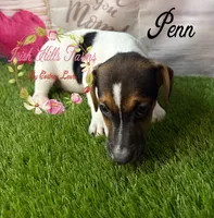 Penn, a male Jack Russell Terrier for sale in Dover, FL – 5 of 5