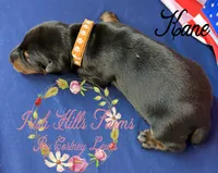 Kane, a male Doberman Pinscher for sale in Dover, FL – 5 of 7