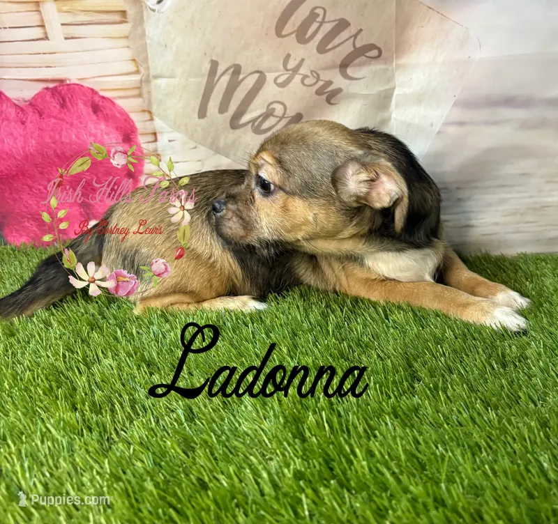 Ladonna – Jack Russell Terrier, Shih Tzu puppy for sale in Dover, FL