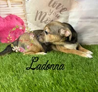 Ladonna, a female Jack Russell Terrier and Shih Tzu for sale in Dover, FL – 1 of 4
